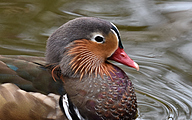 Mandarin duck (Aix galericulata)